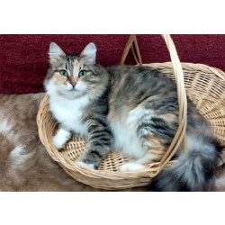 Трехцветная пушистая Шаня, кошечка в добрые руки.