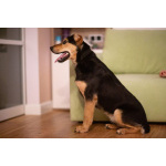 Молли ищет дом и человека, с которым будет делить каждое счастливое мгновение!