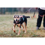 Молли ищет дом и человека, с которым будет делить каждое счастливое мгновение!