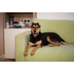 Молли ищет дом и человека, с которым будет делить каждое счастливое мгновение!