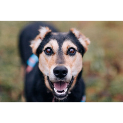 Молли ищет дом и человека, с которым будет делить каждое счастливое мгновение!