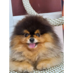 вязка шпица