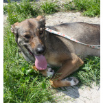 Ласковая, добрая, жизнерадостная, умненькая собака Стеша ищет дом и семью