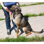 Ласковая, добрая, жизнерадостная, умненькая собака Стеша ищет дом и семью