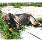 Ласковая, добрая, жизнерадостная, умненькая собака Стеша ищет дом и семью