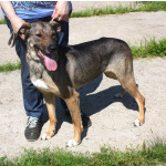 Ласковая, добрая, жизнерадостная, умненькая собака Стеша ищет дом и семью