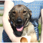 Ласковая, добрая, жизнерадостная, умненькая собака Стеша ищет дом и семью