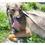 Ласковая, добрая, жизнерадостная, умненькая собака Стеша ищет дом и семью