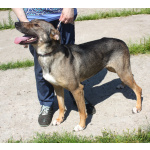 Ласковая, добрая, жизнерадостная, умненькая собака Стеша ищет дом и семью