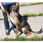 Ласковая, добрая, жизнерадостная, умненькая собака Стеша ищет дом и семью