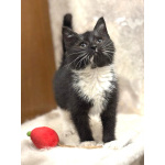 Пушистый Фунтик. Котенок в добрые руки.