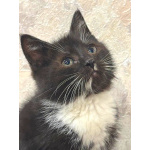 Пушистый Фунтик. Котенок в добрые руки.