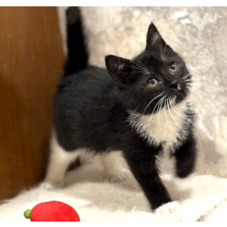 Пушистый Фунтик. Котенок в добрые руки.