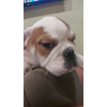 Продам английского бульдога