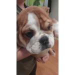 Продам английского бульдога