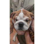 Продам английского бульдога