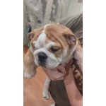 Продам английского бульдога