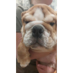 Продам английского бульдога