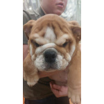 Продам английского бульдога