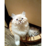 Невские Маскарадные котята к Новому Году