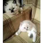 Невские Маскарадные котята к Новому Году