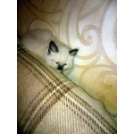 Невские Маскарадные котята к Новому Году