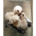 Невские Маскарадные котята к Новому Году