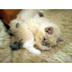 Невские Маскарадные котята к Новому Году