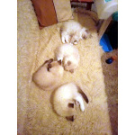 Невские Маскарадные котята к Новому Году