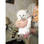 Невские Маскарадные котята к Новому Году