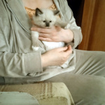 Невские Маскарадные котята к Новому Году