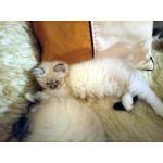 Невские Маскарадные котята к Новому Году