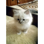 Невские Маскарадные котята к Новому Году