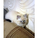 Невские Маскарадные котята к Новому Году