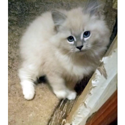 Невские Маскарадные котята к Новому Году