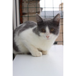 Ласковая 6 мес кошечка Кася ищет семью!