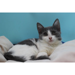 Ласковая 6 мес кошечка Кася ищет семью!