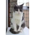 Ласковая 6 мес кошечка Кася ищет семью!