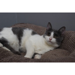 Ласковая 6 мес кошечка Кася ищет семью!