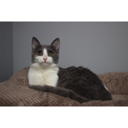 Ласковая 6 мес кошечка Кася ищет семью!