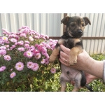 Щеночек от мелкой собачки ищет дом