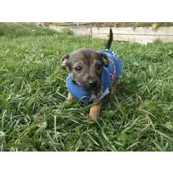 Щеночек от мелкой собачки ищет дом