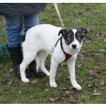 Ласковая малышка Панда в поисках своей семьи