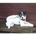 Ласковая малышка Панда в поисках своей семьи