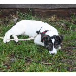 Ласковая малышка Панда в поисках своей семьи