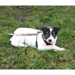 Ласковая малышка Панда в поисках своей семьи