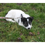 Ласковая малышка Панда в поисках своей семьи