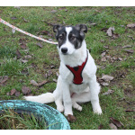 Ласковая малышка Панда в поисках своей семьи