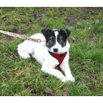 Ласковая малышка Панда в поисках своей семьи