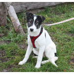 Ласковая малышка Панда в поисках своей семьи